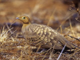 Chestnut-Bellied Sand Grouse, Pterocles Exustus, Samburu, Kenya, Africa Photographie par Joe McDonald