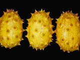 Kiwano or Horned Melon (Cucumis Metuliferus), Native to Tropical Africa Photographic Print by Ken Lucas