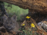 Canada Lynx Kitten, Lynx Canadensis, North America Photographic Print by Joe McDonald