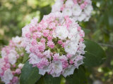 Mountain Laurel Flowers (Kalmia Latifolia), Eastern North America Photographic Print