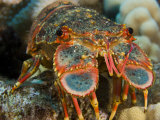Regal Slipper Lobster Head(Arctides Regalis), Hawaii, USA Lámina fotográfica por David Fleetham Regal Slipper Lobster Head(Arctides Regalis), Hawaii, USA Lámina fotográfica por David Fleetham