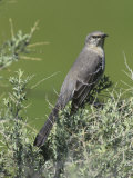 Northern Mockingbird (Mimus Polyglottos), North America Photographic Print by Steve Maslowski