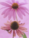An Aging Purple Coneflower with a Fresh Purple Coneflower in the Background (Echinacea Purpurea) Photographie par Wally Eberhart