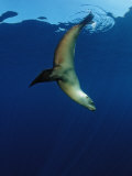 Group of Californian Sea Lion, Zalophus Californianus, Usa, California, Pacific Ocean Photographic Print by Reinhard Dirscherl