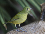 A Female Painted Bunting, Passerina Ciris, Eastern USA Photographie par John Cornell