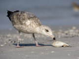 Herring Gull Juvenile (Larus Argentatus) Scavenging a Fish on Shore, Florida, USA Photographic Print by Fritz Polking