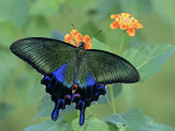 Japanese Swallowtail Butterfly (Papilio Bianor) on Flowers Photographic Print by Leroy Simon