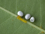 Silkmoth Eggs and a Newly Hatched Caterpillar (Rothschildia Orizaba). Ecuador Photographic Print by Leroy Simon