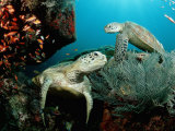 Reinhard Dirscherl - Green Sea Turtles on a Cleaner Station on a Coral Reef (Chelonia Mydas), Pacific Ocean, Borneo Fotografická reprodukce