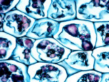 Parenchyma Cells in Potato with Starch Stained Purple Photographie par George Wilder