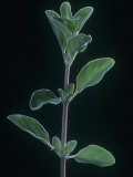 Sweet Marjoram Showing its Opposite Leaves, Origanum Majorana Photographic Print by Jerome Wexler