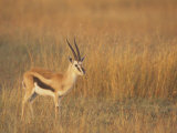 Male Thomson's Gazelle on the Savanna, Gazella Thomsonii, Masai Mara, Kenya, Africa Photographic Print by John & Barbara Gerlach
