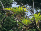 Epiphytic Bromeliads Have Overlapping Leaf Bases That Form Reservoirs Which Collect Rain Water Photographic Print by Rob & Ann Simpson
