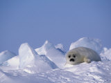 Harp Seal Pup, Phoca Groenlandica, Canadian Arctic, Atlantic Ocean Photographic Print by John & Barbara Gerlach