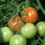 Ripe and Ripening Tomatoes (Lycopersicon Esculentum) Photographic Print by Nigel Cattlin