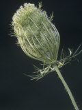 Queen Annes Lace or Wild Carrot, Daucus Carota, North America Photographie par Joe & Mary Ann McDonald