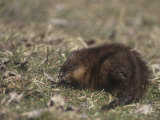 Muskrat Grazing (Ondatra Zibethicus), North America Photographic Print by Robert Lindholm