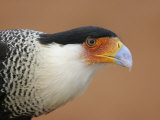 Crested Caracara 9Carabara Plancus, Head with Red Dirt, Texas, USA Photographic Print by Arthur Morris