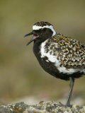 Pacific Golden-Plover Calling, Pluvialis Fulva, North America Lámina fotográfica por Arthur Morris Pacific Golden-Plover Calling, Pluvialis Fulva, North America Lámina fotográfica por Arthur Morris