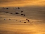 Flock of Sandhill Cranes at Sunset Photographic Print by Steve Maslowski