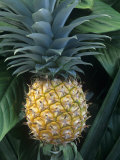 Pineapple Lámina fotográfica por David Sieren