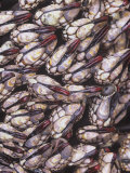 Goose Barnacles on an Intertidal Rock, Pollicipes Polymerus, Pacific Coast of North America Photographic Print by Doug Sokell