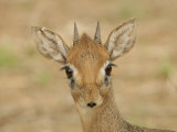 Dik-Dik Head, Madoqua, Tarangire National Park, Tanzania, Africa Photographic Print by Arthur Morris