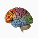 Human Brain, Side View Photographie par Ralph Hutchings