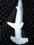 A Scalloped Hammerhead Shark Caught in the Net of an Open Ocean Drift Net Photographie par Marty Snyderman