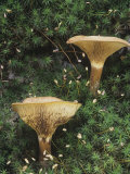 Lactarius Mushrooms Growing Among Mosses on the Forest Floor, Germany, Europe Photographic Print by Fritz Polking