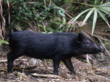 Wild Hog, Sus Scrofa, Southern USA Photographie par Charlie Heidecker