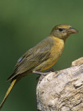 Female Summer Tanager (Piranga Rubra), Arizona, USA Photographic Print by Steve Maslowski