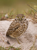 Burrowing Owl (Athene Cunicularia) Outside of the Burrow Photographic Print by John Cornell