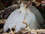 Egg Cases of a Reef Squid (Sepioteuthis Lessoniana), Malaysia Photographic Print by David Fleetham