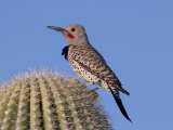 Gilded Flicker (Colaptes Chrysoides) Adult Male, Arizona, USA Photographic Print by Rick & Nora Bowers