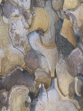 Bark of the Jeffrey Pine, Pinus Jeffreyi, California, USA Photographic Print by Fritz Polking
