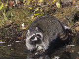Raccoon Washing its Hands and Food in a Forest Pond or Stream (Procyon Lotor), North America Fotografisk tryk af Tom Ulrich Raccoon Washing its Hands and Food in a Forest Pond or Stream (Procyon Lotor), North America Fotografisk tryk af Tom Ulrich