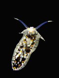 Nudibranch Lámina fotográfica por Solvin Zankl