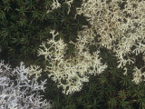 Reindeer Lichens (Cladonia) Among Mosses on the Forest Floor, Northern North America Photographic Print by Ross Frid