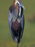 Goliath Heron, Ardea Goliath, Africa Photographic Print by Joe McDonald