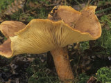 Burnt Sugar Milky Mushroom, Lactarius Aquifluus, Russulaceae, North America Photographic Print by Jana Jirak