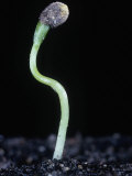 Bittersweet Nightshade Seedling, Solanum Dulcamara, North America Photographic Print by Jerome Wexler