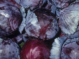 Red Cabbage (Brassica Oleracea Capitata), Native to Europe and the Mediterranean Region Photographic Print by Ken Lucas