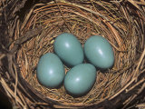 Robin Eggs in the Nest, Turdus Migatorius, USA Photographic Print by Adam Jones