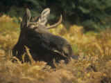Bull Moose Head Peering Above Fall Ferns, Alces Alces, North America Photographic Print by John & Barbara Gerlach