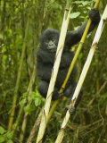 Mountain Gorilla, Gorilla Gorilla Beringei, in Volcanoes National Park, Rwanda, Africa Photographic Print by Joe McDonald