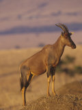 Topi Standing on a Termite Mound, Damaliscus Lunatus, Masai Mara, Kenya, Africa Photographic Print by Gerald & Buff Corsi