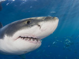 Great White Shark Head and Teeth (Carcharodon Carcharias), Guadalupe Island, Mexico Photographie par David Fleetham