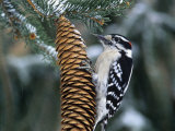 Male Downy Woodpecker (Picoides Pubescens) on a Spruce Cone, Eastern North America Photographic Print by Steve Maslowski