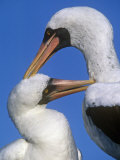 Mutual Grooming by Masked Boobies, Sula Dactylatra, Hood Island, Galapagos Islands Photographic Print by Gerald & Buff Corsi